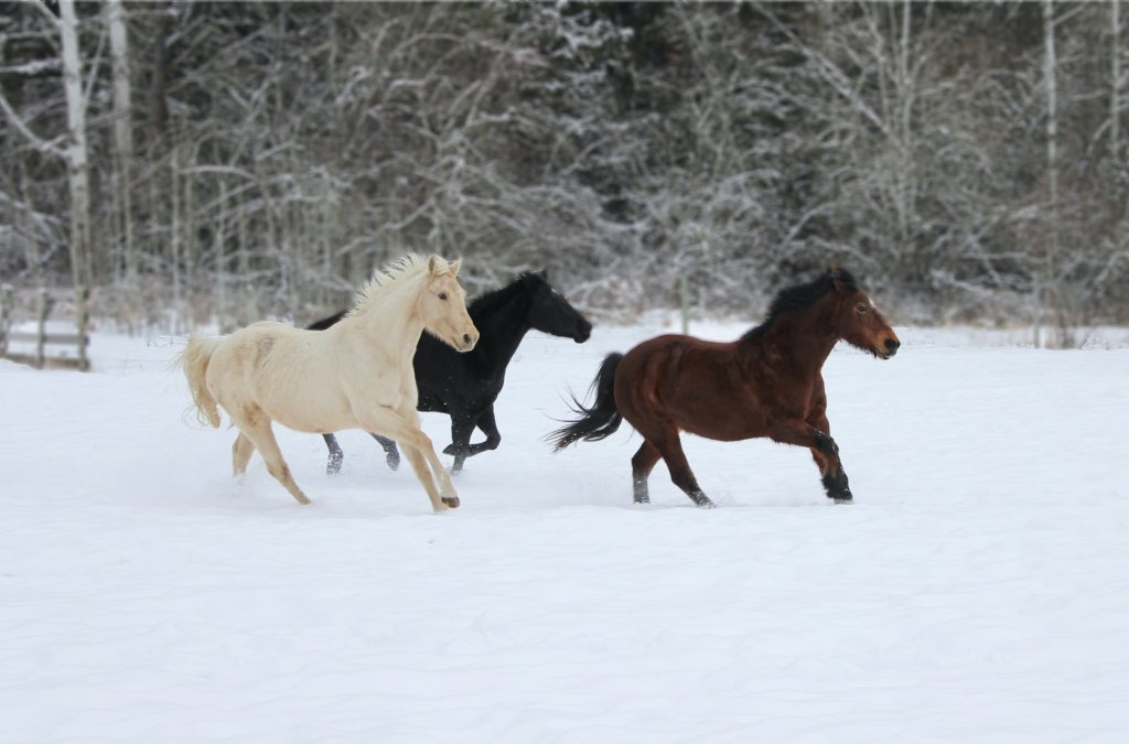 How To Maintain Your Horses Weight in The Winter?
