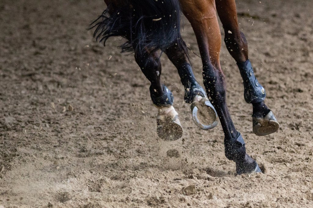 Understanding Horse Shoes – What Are Their Purpose?