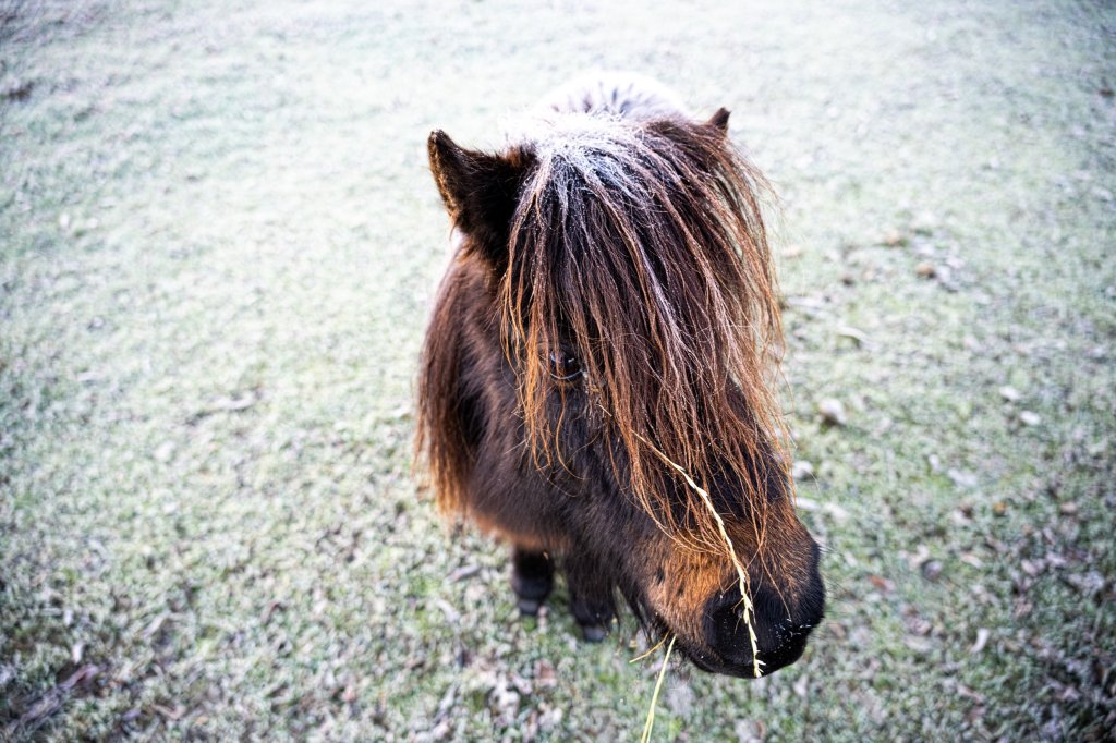 Mayo Clinic Introduces Miniature Horse Therapy