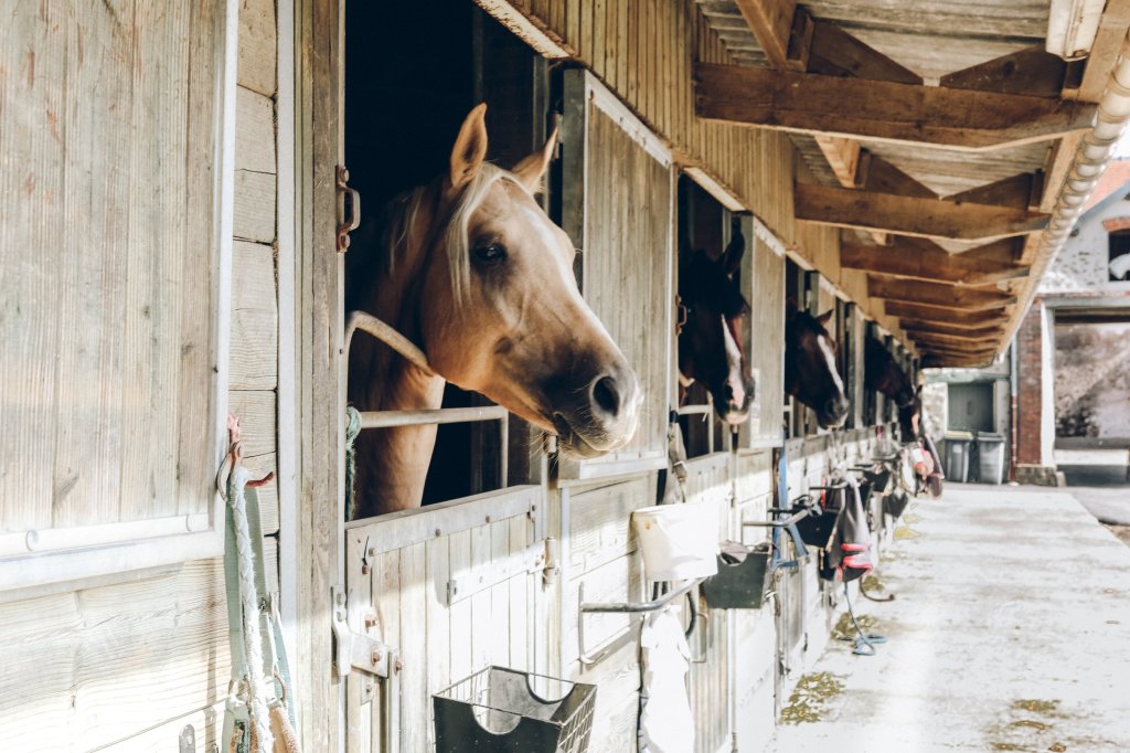 8 Tips For Improving Your Horse Barns Air Quality